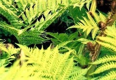 Sphaeropteris Species, Australian Tree Fern, Giant Scaly Tree Fern 'Brentwood'