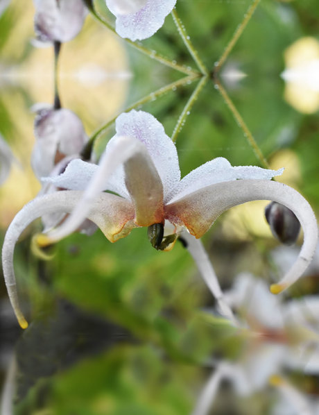 Chinese Epimedium, Fairy Wings