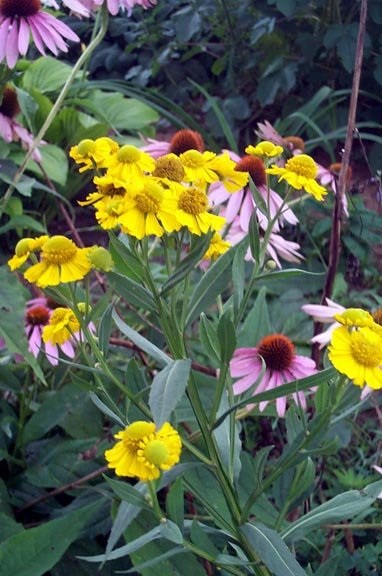 Helenium Species, Sneezeweed, Helens Flower, Dogtooth Daisy