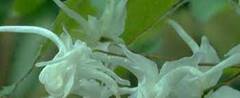 Longspur Epimedium, Barrenwort 'White Queen'