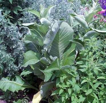 Inula Species, Elecampagne Inula, Horse Yellowhead, Wild Sunflower