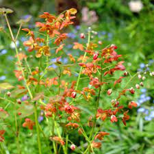 Warley Epimedium Ellen Willmott