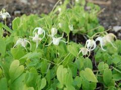 Longspur Epimedium, Barrenwort 'Album'