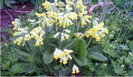 Primula Species, Cowslip Primrose