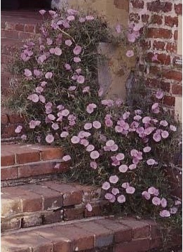 Convolvulus Species, Ground Morning Glory