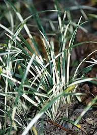 Ophiopogon, Variegated Mondo Grass, Monkey Grass Torafu