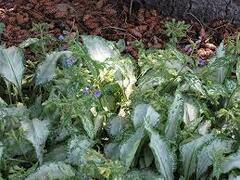 Lungwort, Bethlehem Sage, Jerusalem Sage 'Silver Streamers'