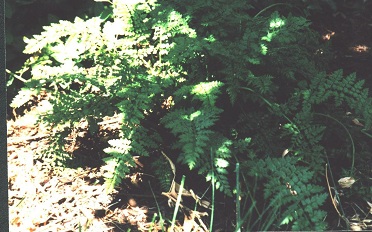 Corydalis Species, Ferny Corydalis