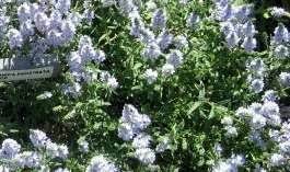 Veronica, Prostrate Speedwell, Harebell Speedwell Nestor