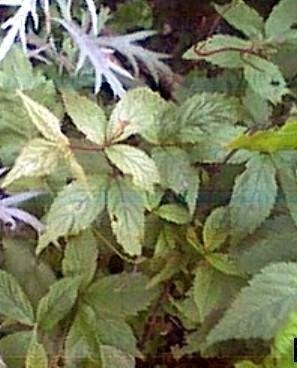 Spiraea Species, Bowmans Root, Indian Physic, Fawns Breath