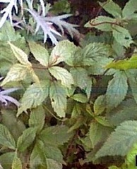 Spiraea Species, Bowman's Root, Indian Physic, Fawn's Breath