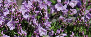 Veronica, Prostrate Speedwell, Harebell Speedwell Rosea