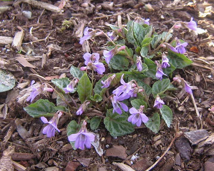 Viola, Variegated Violet Sylvia Hart