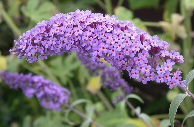 Buddleja, Butterfly Bush, Summer Lilac Lochinch