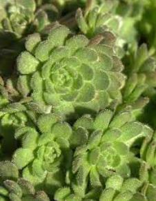 Rosularia Species, Ince Kayakorugu