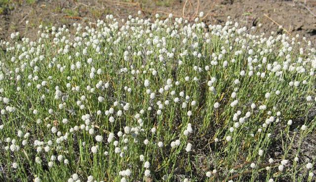 Calocephalus Species, Milky Beauty-Heads