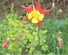 Aquilegia, Hybrid Columbine 'Crimson Star'