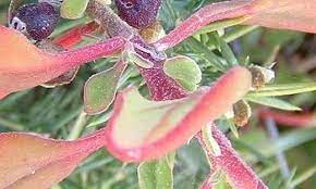 Tetragonia Species, Kokihi Beach Spinach