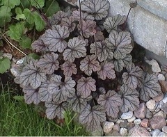Heuchera, Alum Root, Alumroot, Coral Bells, Coralbells 'Silver Scrolls'
