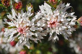 Pimelea Species, Rice-Flower