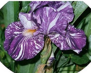 Border Bearded Iris Batik
