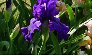 Tall Bearded Iris Dusky Challenger