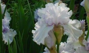 Tall Bearded Iris Silverado