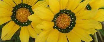 Gazania, Treasure Flower Dorothy