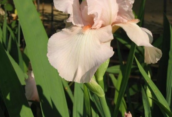 Tall Bearded Iris Vanity