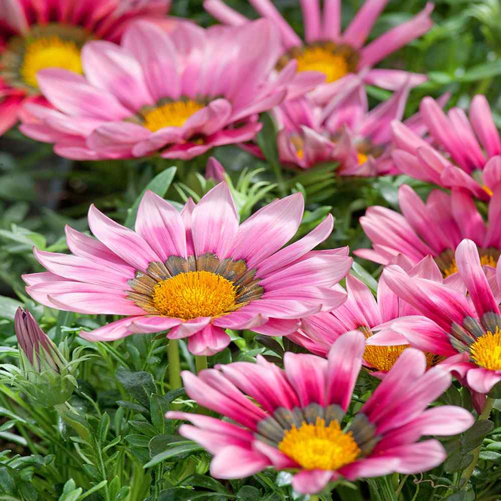 Gazania, Treasure Flower Frosty Pink