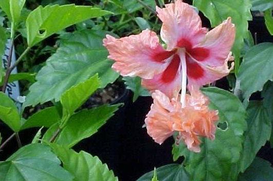 Tropical Hibiscus El Capitolio Sport