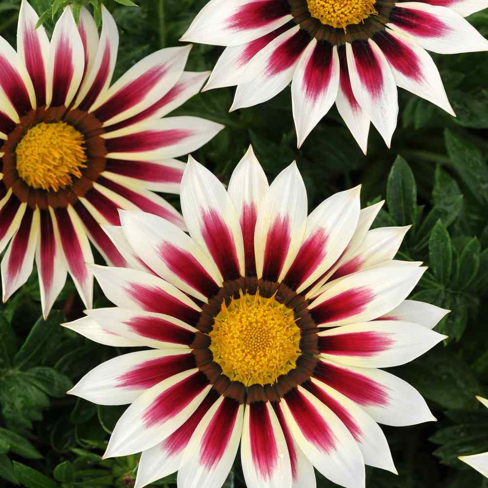 Gazania, Treasure Flower King Rose