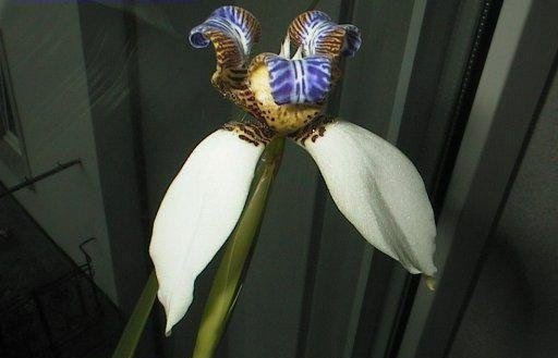 Neomarica Species, Norths False Flag, Walking Iris