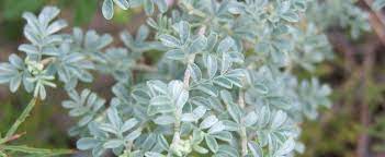 Dalea Species, Silver Dalea