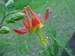 Aquilegia Species, Crimson Columbine