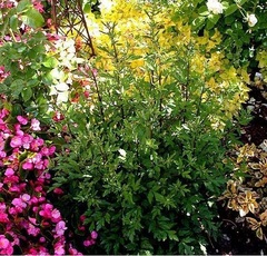 Artemisia, Black Stemmed Artemisia, White Mugwort, Wormwood 'Guizhou'
