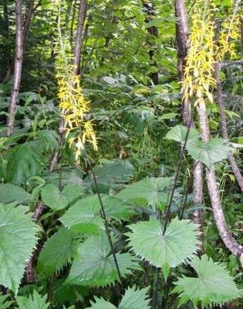 Ligularia, Leopard Plant The Rocket