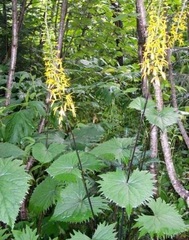 Ligularia, Leopard Plant 'The Rocket'