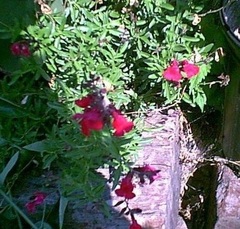 Salvia, Autumn Sage, Cherry Sage, Gregg Salvia 'Furman's Red'