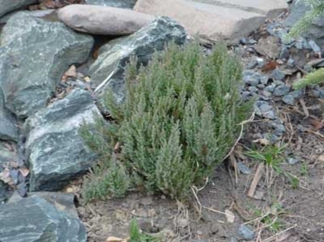 Creeping Juniper, Trailing Juniper, Creeping Cedar Grey Forest