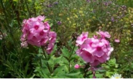 Phlox, Garden Phlox Bright Eyes