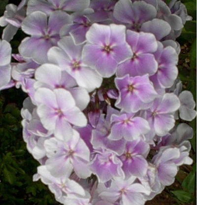 Phlox, Garden Phlox Franz Schubert
