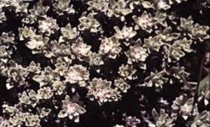 Ewartia Species, Brown Edelweiss, Silver Ewartia