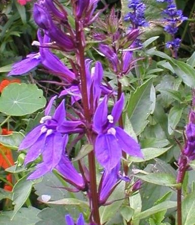 Lobelia Vedrariensis