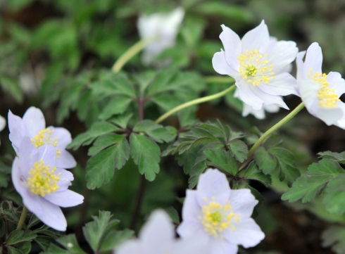 Wood Anemone Parlez Vous