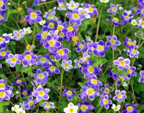 Anemone Pradesh