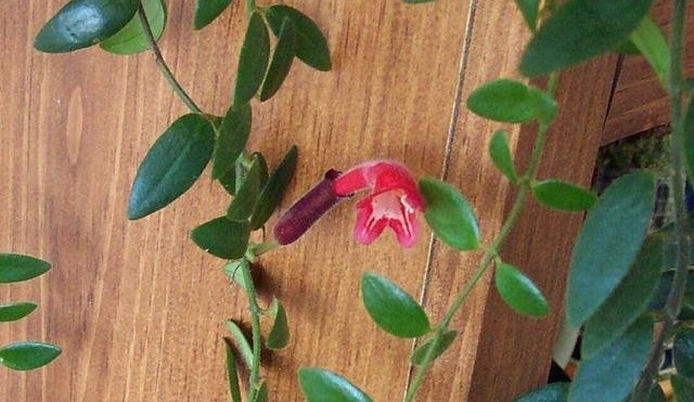 Aeschynanthus Species, Basket Vine, Lipstick Plant