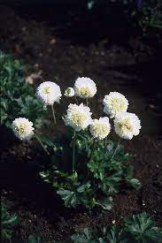Anemone, Snowdrop Anemone Elise Feldman