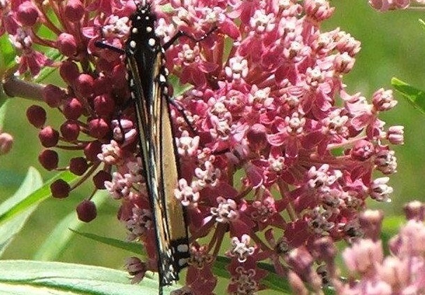 Asclepias, Swamp Milkweed, Rose Milkweed, Swamp Silkweed Soulmate