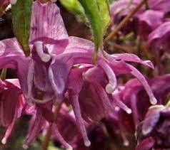 Longspur Epimedium, Barrenwort 'Orion'